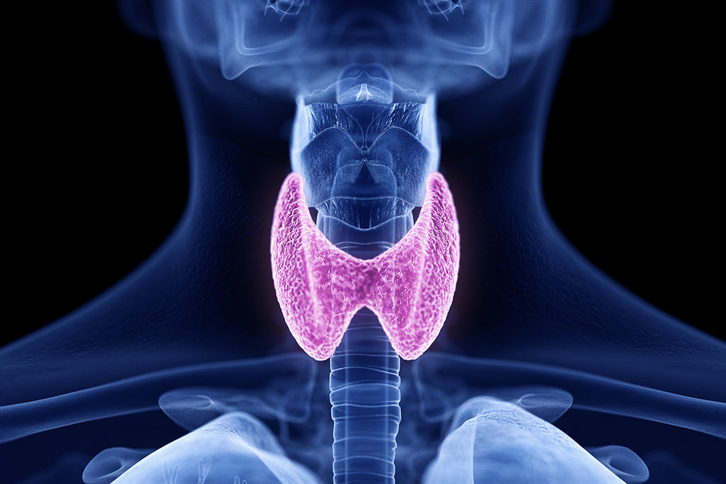 Why Thyroid Health is Essential for Healing Your Metabolism